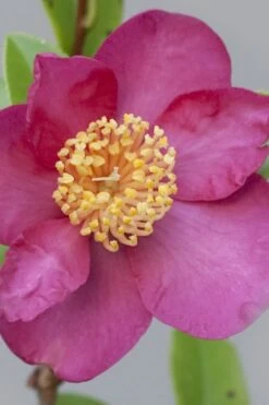 Nokorika Fragrant Purple Camellia - 1 Gallon Pot 7 Nokorika Fragrant Purple Camellia - 1 Gallon Pot -Garden Sales Store Camellia Nokorika 2