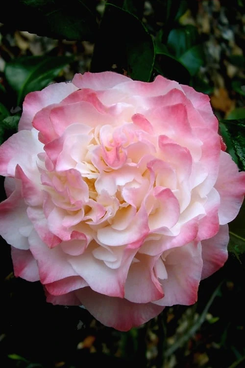 Nuccio's Jewel Camellia Japonica - 1 Gallon Pot 1 Nuccio's Jewel Camellia Japonica - 1 Gallon Pot