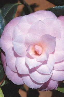 October Affair Camellia Japonica - 1 Gallon Pot -Garden Sales Store Camellia October Affair 8