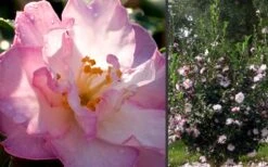 October Magic Orchid Camellia - 1 Gallon Pot -Garden Sales Store Camellia October Magic Orchid Flowers 2