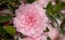 October Magic Pink Perplexion Camellia - 1 Gallon Pot -Garden Sales Store Camellia October Magic Pink Perplexion