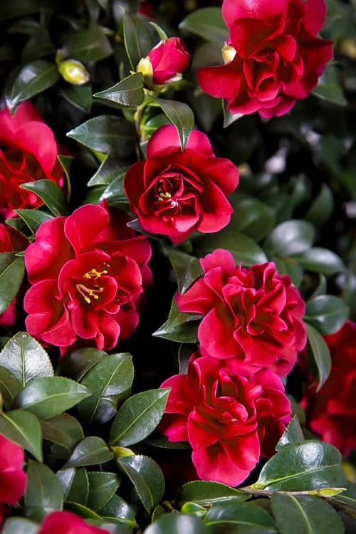 October Magic Ruby Camellia - 2 Gallon Pot 1 October Magic Ruby Camellia - 2 Gallon Pot