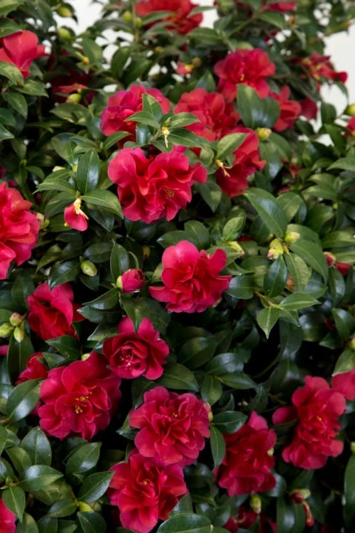 October Magic Ruby Camellia - 2 Gallon Pot 5 October Magic Ruby Camellia - 2 Gallon Pot - Image 5