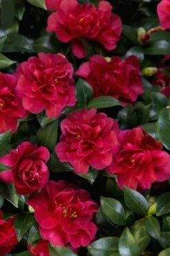 October Magic Ruby Camellia - 2 Gallon Pot 11 October Magic Ruby Camellia - 2 Gallon Pot -Garden Sales Store Camellia October Magic Ruby 28