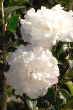 October Magic Snow Camellia - 1 Gallon Pot -Garden Sales Store Camellia October Magic Snow 500x750 1
