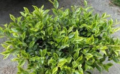 Royal Flush Shi Shi Variegated Camellia Sasanqua - 1 Gallon Pot 7 Royal Flush Shi Shi Variegated Camellia Sasanqua - 1 Gallon Pot -Garden Sales Store Camellia Royal Flush Shi Shi 2