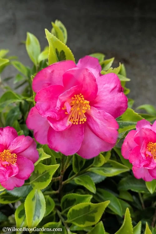 Royal Flush Shi Shi Variegated Camellia Sasanqua - 1 Gallon Pot 1 Royal Flush Shi Shi Variegated Camellia Sasanqua - 1 Gallon Pot