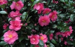 Shishi Gashira Dwarf Camellia Sasanqua - 2.5 Quart Pot -Garden Sales Store Camellia Shishi Gashira 24 2