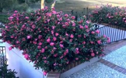 Shishi Gashira Dwarf Camellia Sasanqua - 6 Pack Of 1 Gallon Pots -Garden Sales Store Camellia Shishi Gashira 33