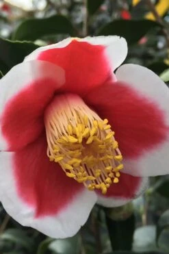 Tama No Ura Weeping Camellia Japonica - 3 Gallon Pot -Garden Sales Store Camellia Tama No Ura 1