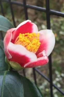 Tama No Ura Weeping Camellia Japonica - 3 Gallon Pot -Garden Sales Store Camellia Tama No Ura 4