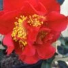 Turandot Camellia Japonica - 3 Gallon Pot