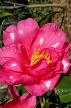 Winter's Fire Cold Hardy Camellia - 3 Gallon Pot -Garden Sales Store Camellia Winters Fire 1