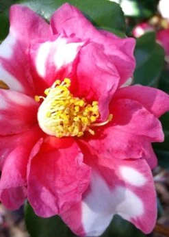 Winter's Fire Cold Hardy Camellia - 3 Gallon Pot -Garden Sales Store Camellia Winters Fire 11