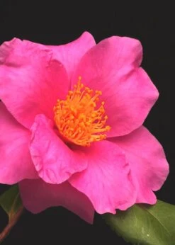 Winter's Fire Cold Hardy Camellia - 3 Gallon Pot -Garden Sales Store Camellia Winters Fire 13