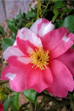 Winter's Fire Cold Hardy Camellia - 3 Gallon Pot -Garden Sales Store Camellia Winters Fire 5