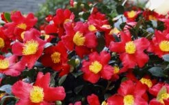 Yuletide Camellia Sasanqua - 6 Pack Of 1 Gallon Pots -Garden Sales Store Camellia Yuletide 34