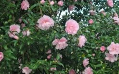 Cotton Candy Camellia Sasanqua - 3 Gallon Pot -Garden Sales Store CamelliaCottonCandy 2 1