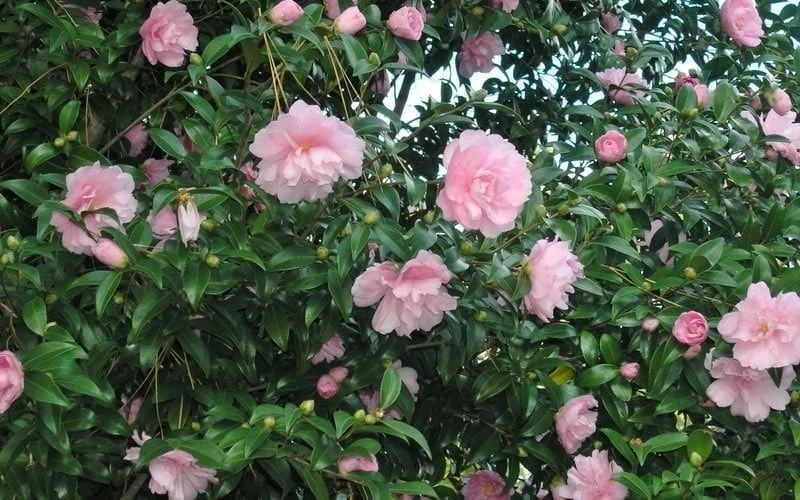 Cotton Candy Camellia Sasanqua - 1 Gallon Pot 4 Cotton Candy Camellia Sasanqua - 1 Gallon Pot - Image 4