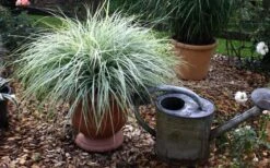 Evercolor Everest Carex - 1 Gallon Pot -Garden Sales Store Carex Evercolr Everest 1