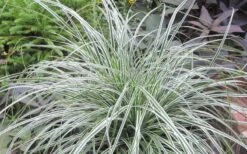 Evercolor Everest Carex - 1 Gallon Pot -Garden Sales Store Carex Evercolr Everest 2