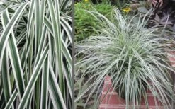 Evercolor Everest Carex - 1 Gallon Pot -Garden Sales Store Carex Evercolr Everest 3
