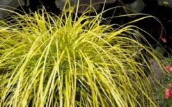 Evercolor Everillo Carex - 10 Pack Of Quart Pots 9 Evercolor Everillo Carex - 10 Pack Of Quart Pots -Garden Sales Store Carex Everillo Plant 1