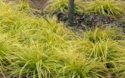 Evercolor Everillo Carex - 10 Pack Of Quart Pots 11 Evercolor Everillo Carex - 10 Pack Of Quart Pots -Garden Sales Store Carex Everillo Plant Patch