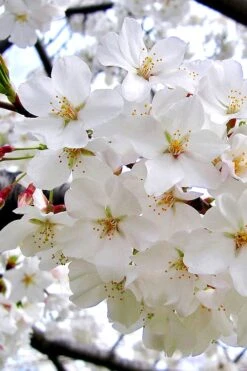 Yoshino Flowering Cherry Tree - 2 Gallon Pot -Garden Sales Store Cherry Yoshino 3