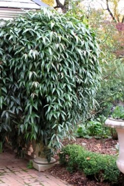 Snowdrift Evergreen Clematis Armandii - 1 Gallon Pot 12 Snowdrift Evergreen Clematis Armandii - 1 Gallon Pot -Garden Sales Store Clematis Armandii Snowdrift 52