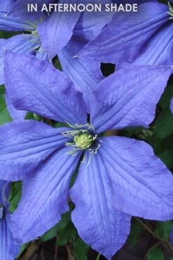 Rhapsody Clematis - 1 Gallon Pot -Garden Sales Store Clematis Rhapsody in shade