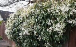 Snowdrift Evergreen Clematis Armandii - 1 Gallon Pot 15 Snowdrift Evergreen Clematis Armandii - 1 Gallon Pot -Garden Sales Store Clematis Snowdrift 22