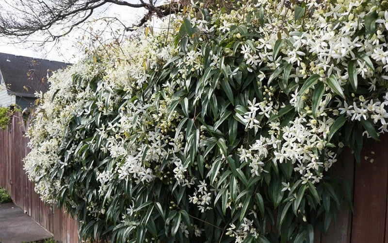 Snowdrift Evergreen Clematis Armandii - 1 Gallon Pot 8 Snowdrift Evergreen Clematis Armandii - 1 Gallon Pot - Image 8