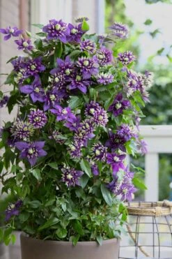 Taiga Clematis - 1 Gallon Pot -Garden Sales Store Clematis Taiga 10