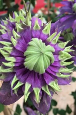 Taiga Clematis - 1 Gallon Pot -Garden Sales Store Clematis Taiga 2