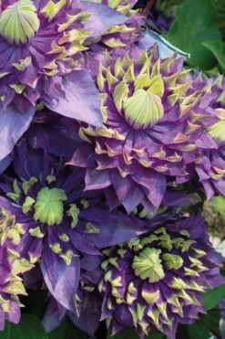 Taiga Clematis - 1 Gallon Pot -Garden Sales Store Clematis Taiga 3