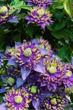 Taiga Clematis - 1 Gallon Pot -Garden Sales Store Clematis Taiga 4