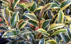 Romeo Variegated Cleyera Japonica - 2 Gallon Pot -Garden Sales Store Cleyera Romeo 3