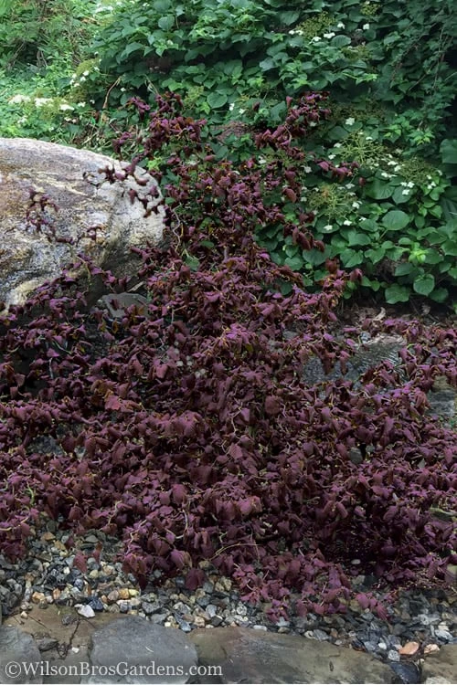 Red Dragon Contorted Filbert - Corylus Avellena - 2 Gallon Pot 3 Red Dragon Contorted Filbert - Corylus Avellena - 2 Gallon Pot - Image 3