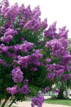 Catawba Purple Crape Myrtle - 5 Gallon Pot -Garden Sales Store Crape Myrtle Catawba 500x750 1