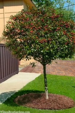 Mayhaw Tree (Crataegus Astivalis) - 5 Gallon Pot -Garden Sales Store Crataegus aestivalis eastern mayhaw tree 10