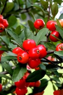 Mayhaw Tree (Crataegus Astivalis) - 5 Gallon Pot -Garden Sales Store Crataegus aestivalis eastern mayhaw tree 3