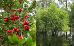 Mayhaw Tree (Crataegus Astivalis) - 5 Gallon Pot -Garden Sales Store Crataegus aestivalis eastern mayhaw tree 4