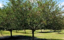 Mayhaw Tree (Crataegus Astivalis) - 5 Gallon Pot -Garden Sales Store Crataegus aestivalis eastern mayhaw tree 5