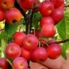 Mayhaw Tree (Crataegus Astivalis) - 5 Gallon Pot