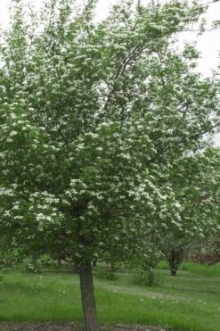 Mayhaw Tree (Crataegus Astivalis) - 5 Gallon Pot -Garden Sales Store Crataegus aestivalis eastern mayhaw tree 9