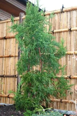 Rasen Sugi Cryptomeria Japanese Cedar - 3 Gallon Pot -Garden Sales Store Cryptomeria Rasen Sugi 1