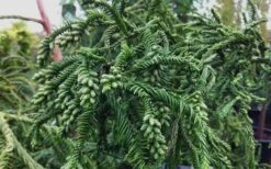 Rasen Sugi Cryptomeria Japanese Cedar - 3 Gallon Pot -Garden Sales Store Cryptomeria Rasen Sugi 3