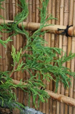 Rasen Sugi Cryptomeria Japanese Cedar - 3 Gallon Pot -Garden Sales Store Cryptomeria Rasen Sugi 4