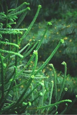 Snake Branch Japanese Cedar - Cryptomeria Japonica 'Araucarioides' - 1 Gallon Pot